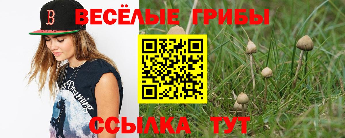 Галлюциногенные грибы Magic Shrooms  Псилоцибиновые грибы GOLDEN TEACHER  Курск  Вход с VPN 